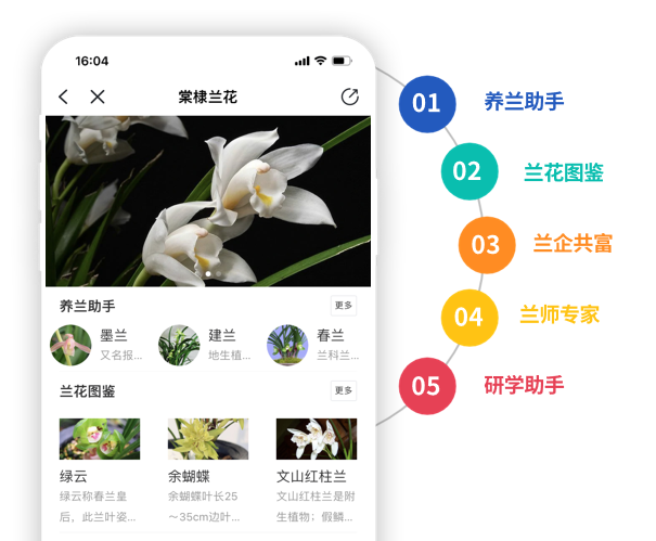 未来乡村项目—棠棣兰花